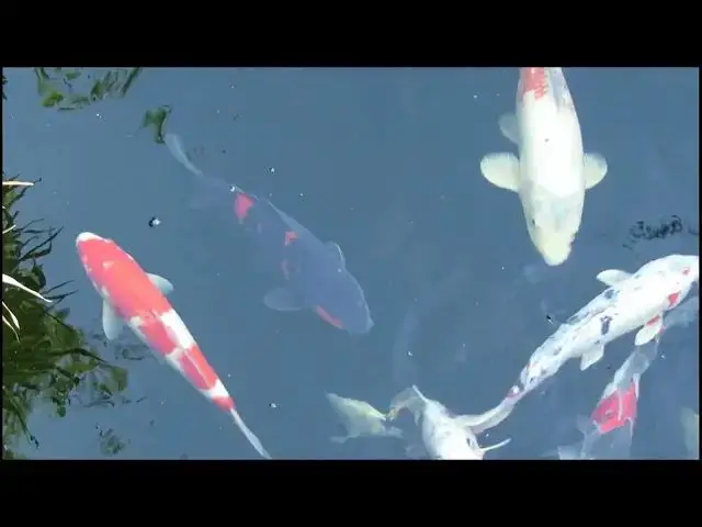 Video thumbnail for Enzymes The Key to Koi Fish Nutrition and Health