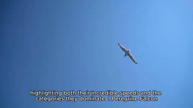 Video thumbnail for Top 10 Fastest Animals In The World