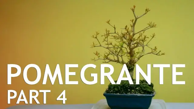 'Video thumbnail for Pomegranate Bonsai, from seed, in a Blue pot. 4'