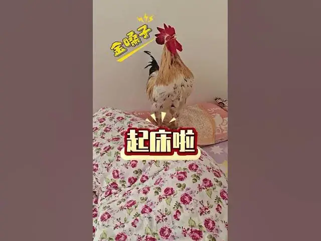 Video thumbnail for Como acordar feliz pela manhã  #animais #pets