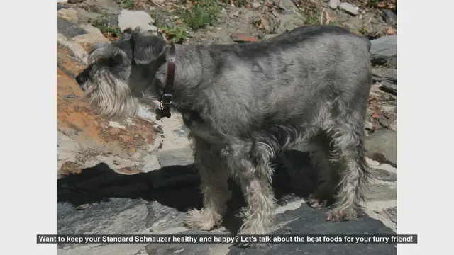 Video thumbnail for Top Foods to Keep Your Standard Schnauzer Healthy and Happy