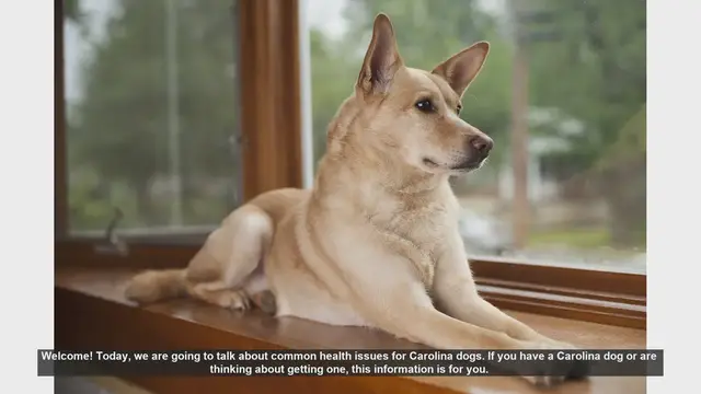Video thumbnail for Common Health Issues in Carolina Dogs: What You Need to Know