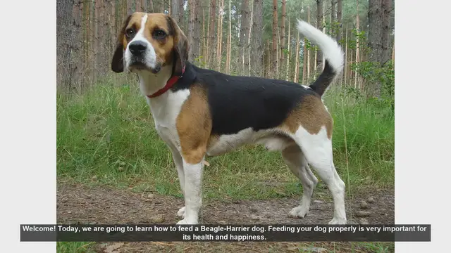 Video thumbnail for How to Properly Feed Your Beagle-Harrier Dog