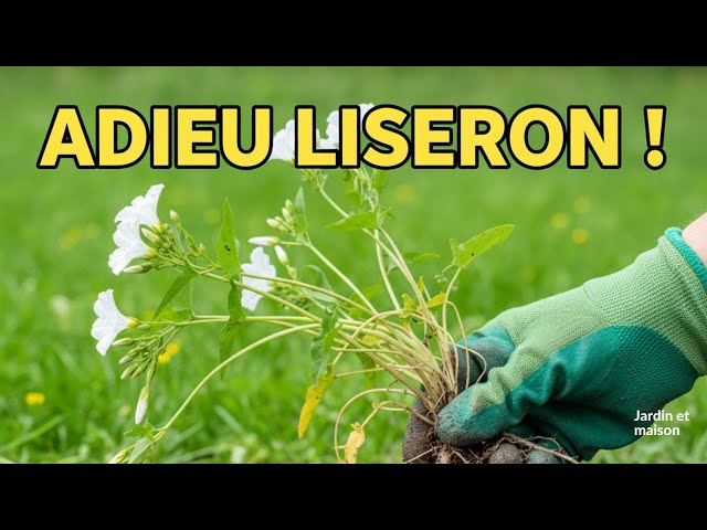 Video thumbnail for Stop au Liseron ! Solutions Efficaces pour un Jardin Sans Envahisseurs #entretienjardin  #Plantes