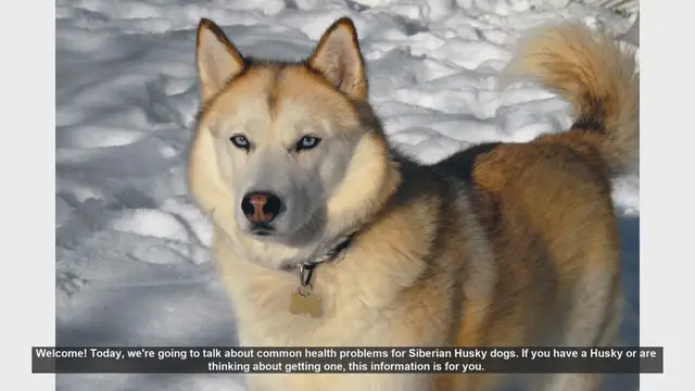 Video thumbnail for Common Health Problems in Siberian Huskies: What You Need to Know
