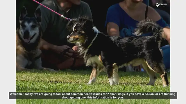 Video thumbnail for Common Health Issues in Kokoni Dogs: What You Need to Know