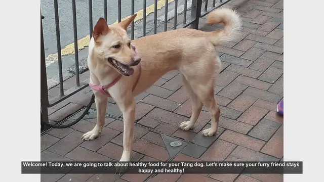 Video thumbnail for Healthy Food for Tang Dogs - Keep Them Happy and Healthy!