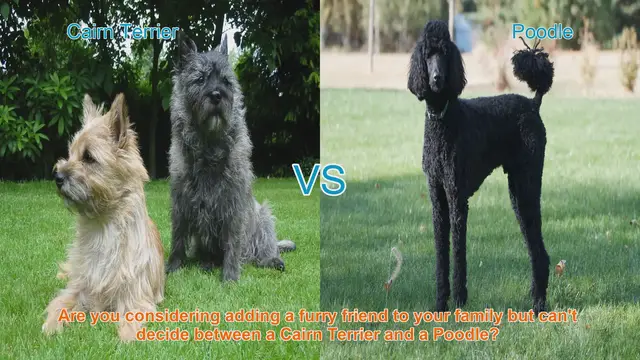 Video thumbnail for Cairn Terrier vs. Poodle: Choosing the Right Dog Breed for Your Family