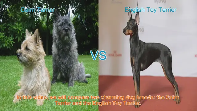 Video thumbnail for Cairn Terrier vs. English Toy Terrier: A Comparison of Charming Dog Breeds