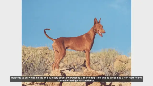 Video thumbnail for Top 10 Fascinating Facts About the Podenco Canario Dog