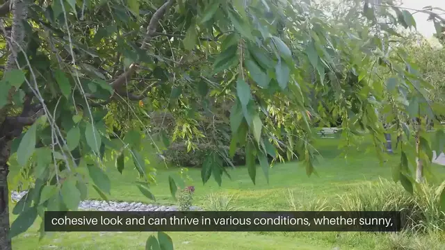 Video thumbnail for Best Ground Cover Plants For Your Garden