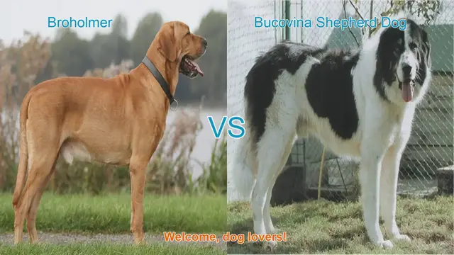 Video thumbnail for Broholmer vs. Bucovina Shepherd Dog: A Comparison of Two Remarkable Breeds