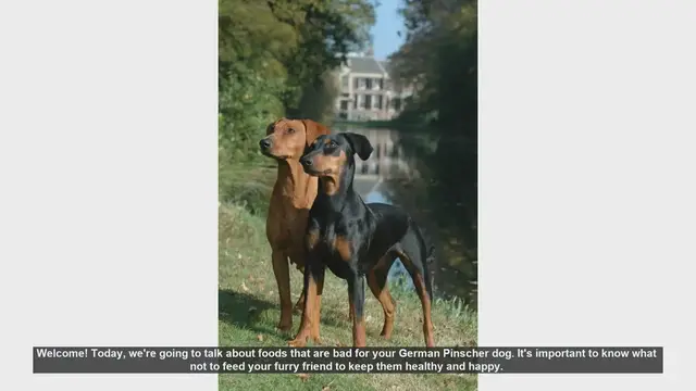Video thumbnail for Foods to Avoid Feeding Your German Pinscher