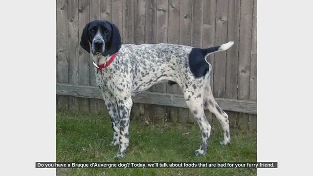 Video thumbnail for Dangerous Foods for Your Braque d'Auvergne: Keep Your Dog Safe!