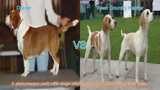 Video thumbnail for Comparing Drever and West Country Harrier Dog Breeds