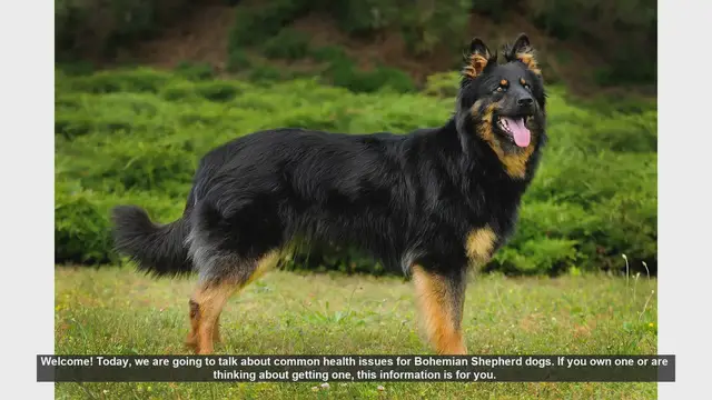 Video thumbnail for Common Health Issues in Bohemian Shepherd Dogs