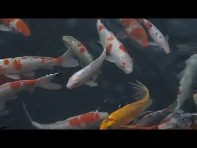 Video thumbnail for How Poor Water Quality Affects Koi Fish Behavior
