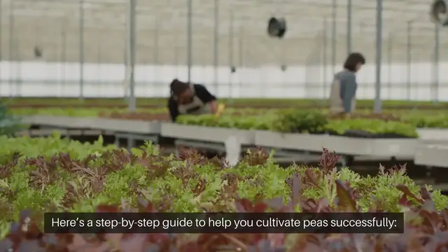 Video thumbnail for How To Grow Peas In Your Garden