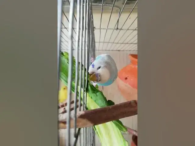 'Video thumbnail for Budgies Eat Cauliflower Leaves'