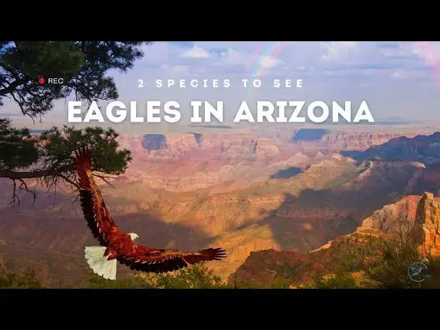 Video thumbnail for Eagles in Arizona: A Closer Look