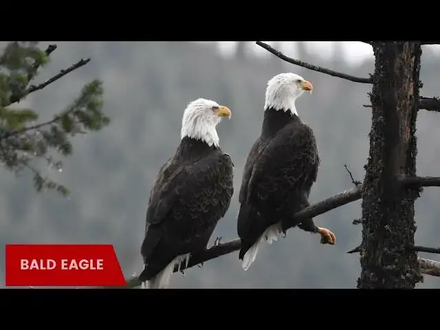 Video thumbnail for Eagles in Nebraska: Exploring the Mighty Platte River