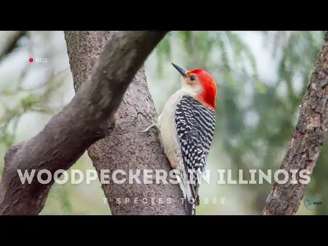 Video thumbnail for Exploring the Woodpeckers of Illinois: A Visual Tour
