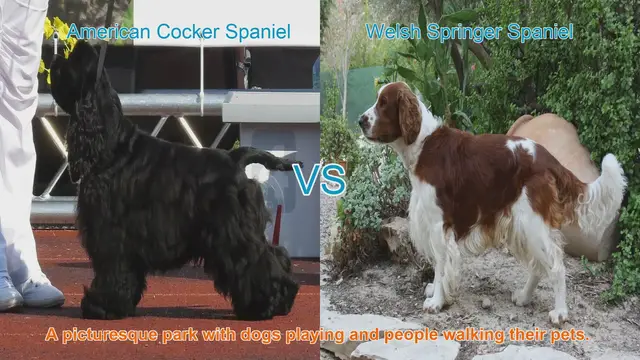 Video thumbnail for American Cocker Spaniel vs. Welsh Springer Spaniel: A Breed Comparison