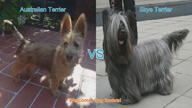 Video thumbnail for Australian Terrier vs. Skye Terrier: A Charming Breed Comparison