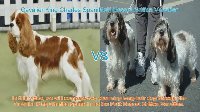 Video thumbnail for Comparing Cavalier King Charles Spaniel and Petit Basset Griffon Vendéen