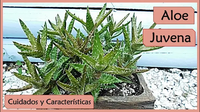 'Video thumbnail for Aloe Juvena 🌱 o Aloe Dientes de Tigre 🐯'