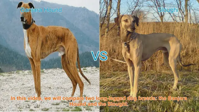 Video thumbnail for Banjara Hound vs. Sloughi: A Guide to Long-Legged Dog Breeds