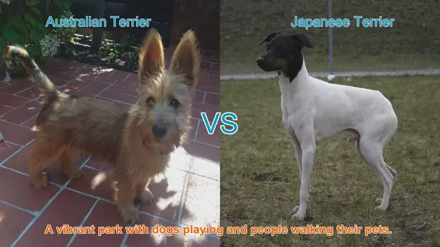 Video thumbnail for Australian Terrier vs. Japanese Terrier: A Comparison of Charming Dog Breeds