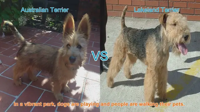 Video thumbnail for Australian Terrier vs. Lakeland Terrier: A Comparison of Two Lively Breeds