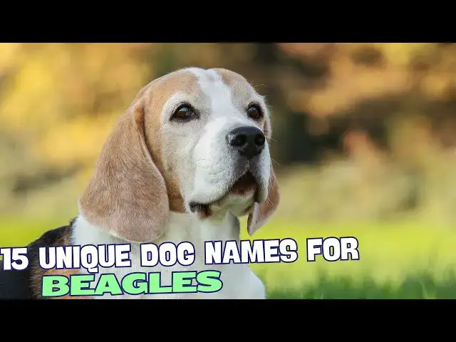 Video thumbnail for 15 Unique Beagle Names🐶