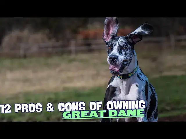 Video thumbnail for 12 Pros & Cons of Owning a Great Dane🐾