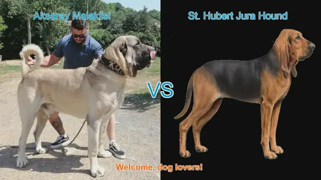 Video thumbnail for Aksaray Malaklisi vs. St. Hubert Jura Hound: Breed Comparison Guide