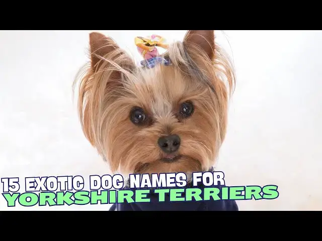 Video thumbnail for 15 Exotic Yorkie Names🐾