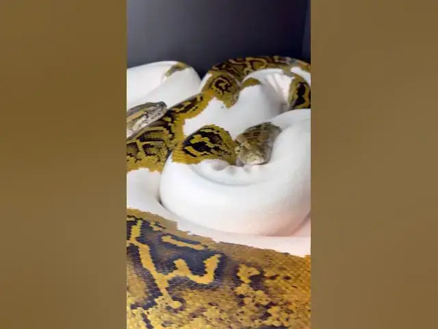 Video thumbnail for BREEDING PYTHONS 🐍 #shorts