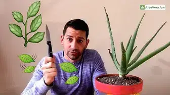 'Video thumbnail for Como Cortar Hoja De Aloe O Sábila ✂️ CORRECTAMENTE ✔️'