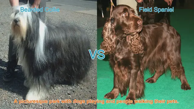 Video thumbnail for Bearded Collie vs. Field Spaniel: A Comparison of Two Long-Haired Dog Breeds