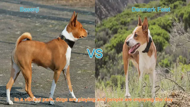 Video thumbnail for Basenji vs. Denmark Feist: A Comparison of Two Unique Dog Breeds