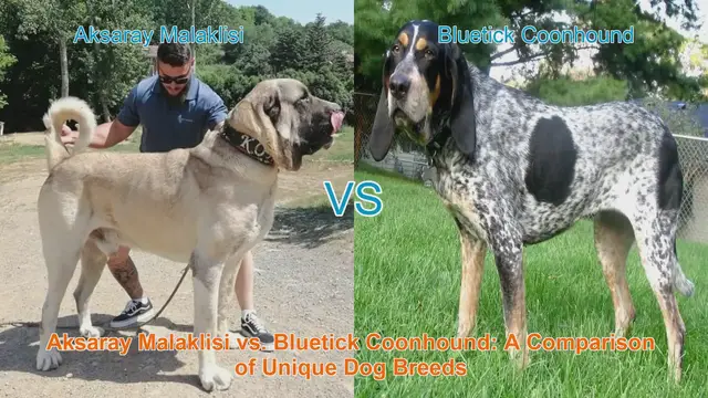 Video thumbnail for Aksaray Malaklisi vs. Bluetick Coonhound: A Comparison of Unique Dog Breeds