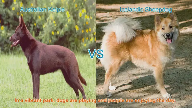 Video thumbnail for Australian Kelpie vs. Icelandic Sheepdog: A Breed Comparison