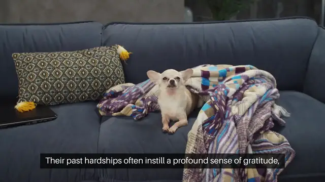 'Video thumbnail for Adopting a Rescue Dog A Journey of Healing'