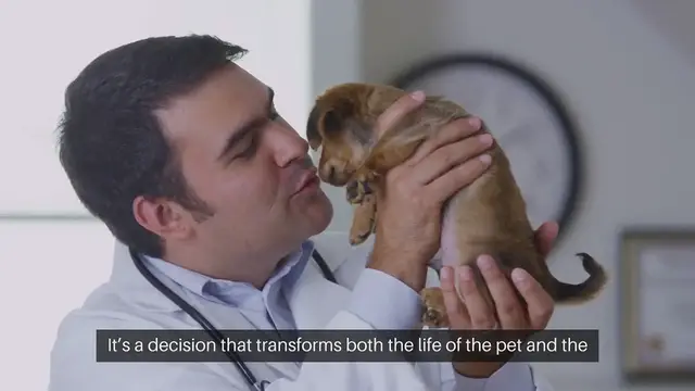 'Video thumbnail for Adopting a Pet Finding Forever'