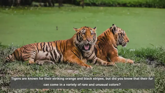 Video thumbnail for 10 Rarest Tiger Fur Colors: From Melanistic to Albino