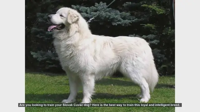 Video thumbnail for How to Train Your Slovak Cuvac: Tips for a Loyal and Well-Behaved Dog