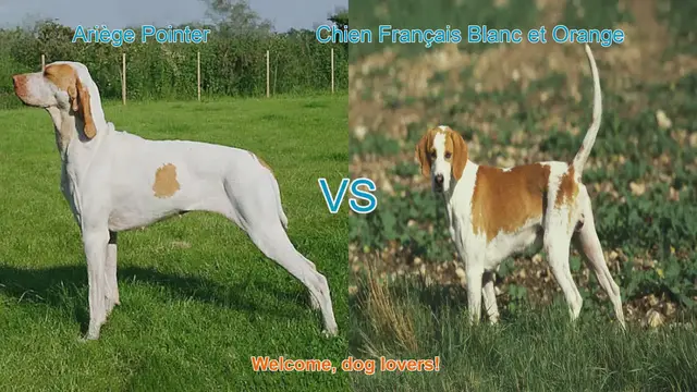 Video thumbnail for Ariège Pointer vs. Chien Français Blanc et Orange: Breed Comparison