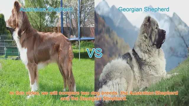 Video thumbnail for Australian Shepherd vs. Georgian Shepherd: A Comprehensive Comparison
