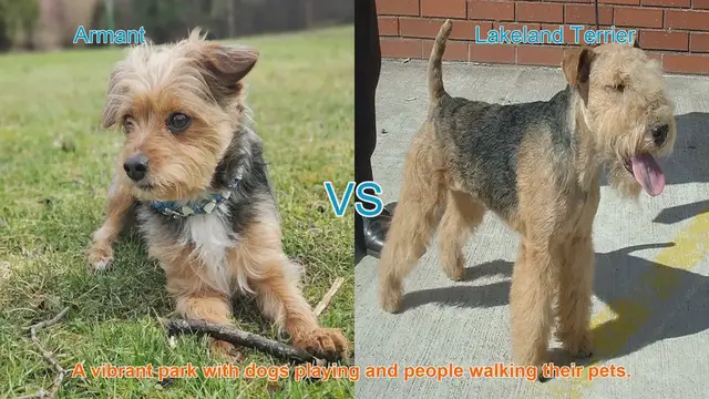 Video thumbnail for Exploring Armant and Lakeland Terrier Dog Breeds